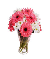 6 Pink Gerberas and Pompoms in a Vase 
