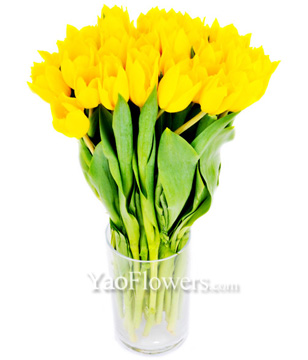 Yellow Tulips