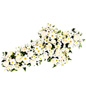 Array Of White Flowers With Greens 
