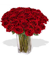 36 Premium Rose (Long Stem)