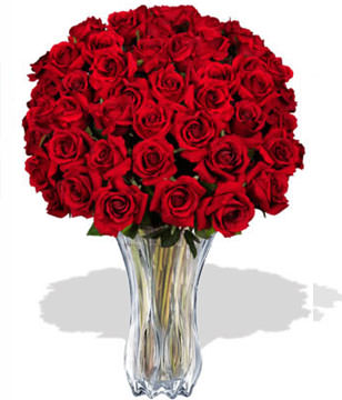 48 Premium Rose (Long Stem)