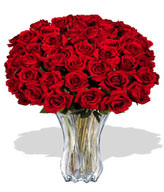 48 Premium Rose (Long Stem)