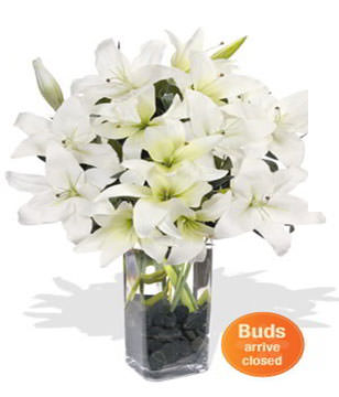 6 Oriental Lily Stems
