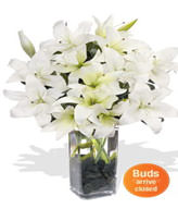6 Oriental Lily Stems