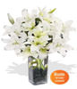 6 Oriental Lily Stems
