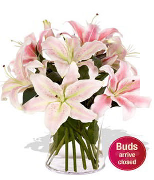 2 Asiatic Lily Stems