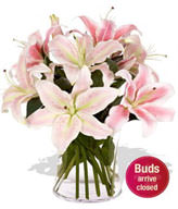 2 Asiatic Lily Stems