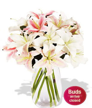 3 Oriental Lily Stems