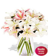 3 Oriental Lily Stems