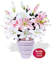 3 x Oriental Lily Stems,4 x Asiatic Lily Stems