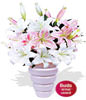 3 x Oriental Lily Stems,4 x Asiatic Lily Stems