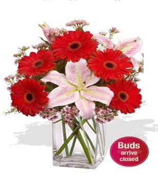1 x Asiatic Lily Stems,5x Gerberas