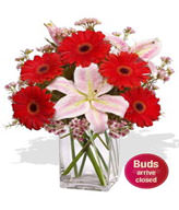 1 x Asiatic Lily Stems,5x Gerberas