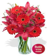 5 x Gerberas,2 x Asiatic Lily Stems