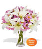 4 x Asiatic Lily Stems