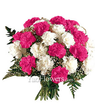 12 Pink Carnations and 12 White Carnations