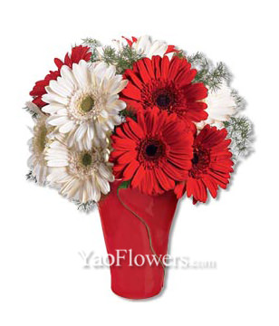 5 Red Gerbera Daisies and 5 White Gerbera Daisies With a Vase