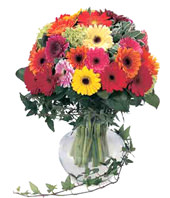 36 Mixed Gerbera With a Vase