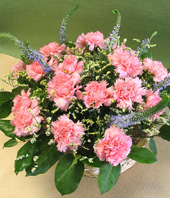 16 Pink Carnations