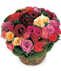 56 Mixed Roses