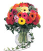 36 Mixed Gerbera With a Vase