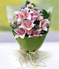 12 Pink Carnations,6 Pink Lilies