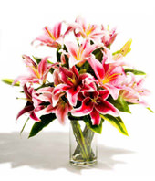 Pink Lilies