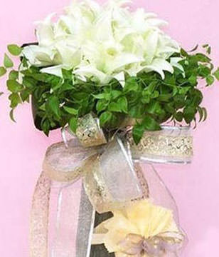 11 lilies