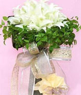11 lilies