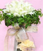 11 lilies