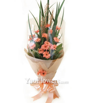 16 Pink Gerbera Daisies