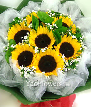 7 Sunflowers with A class