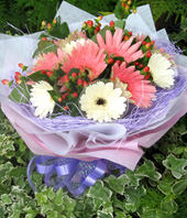 12 Sun chrysanthemum 