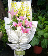 6 AKA lilium