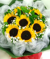 7 Sunflowers with A class