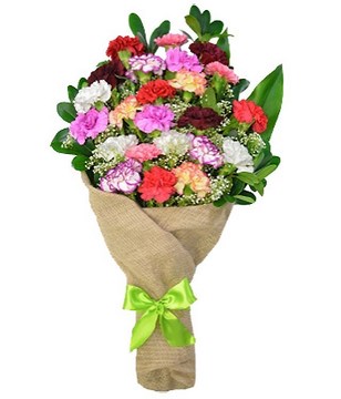 Two dozen bright and cheery carnations
