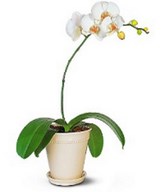 Phalaenopsis Orchid