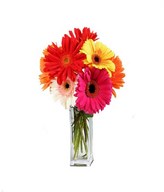 6 large beautiful assorted colour gerbera daisies 