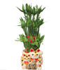 FENGSHUI PLANTS,GONG XI FA CAI PLANTS,Wealth opened games bamboo