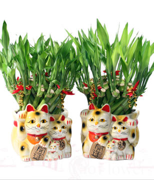 GONG XI FA CAI PLANTS,Wealth opened games bamboo