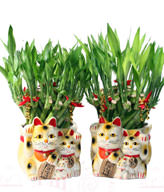GONG XI FA CAI PLANTS,Wealth opened games bamboo