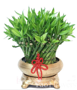 FENGSHUI PLANTS,GONG XI FA CAI PLANTS,Wealth opened games bamboo.40CMX30CM