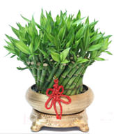 FENGSHUI PLANTS,GONG XI FA CAI PLANTS,Wealth opened games bamboo.40CMX30CM