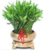 FENGSHUI PLANTS,GONG XI FA CAI PLANTS,Wealth opened games bamboo.40CMX30CM