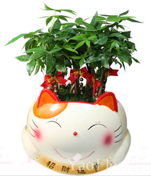 FENGSHUI PLANTS,GONG XI FA CAI PLANTS,Wealth opened games bamboo