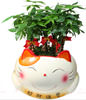 FENGSHUI PLANTS,GONG XI FA CAI PLANTS,Wealth opened games bamboo