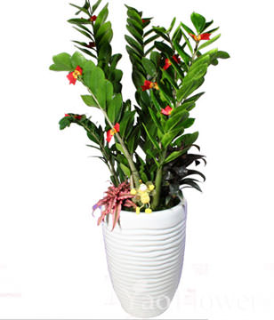 GONG XI FA CAI PLANTS