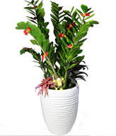 GONG XI FA CAI PLANTS