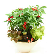 GONG XI FA CAI PLANTS