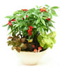 GONG XI FA CAI PLANTS